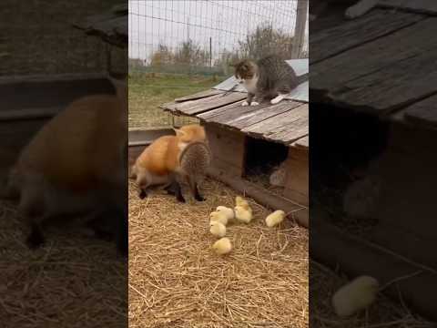 The cat and the hedgehog protected the chick together #cat