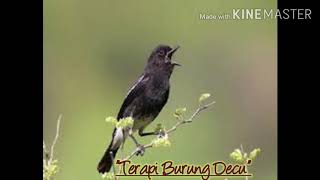 Download lagu Terapi burung decu mp3