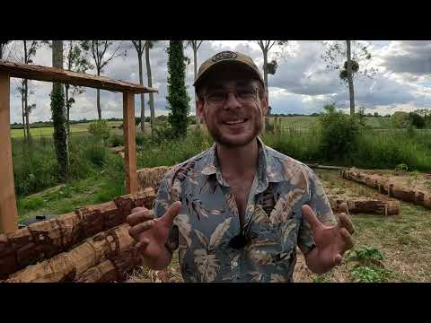 🌳 Tour de la Peupleraie : Mon Jardin Forêt Expérimental 🌳