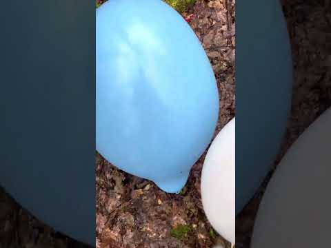 Stomp to Pop Ballons in socks Luftballons mit Socken zerplatzten