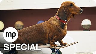 Trailer Preview Image