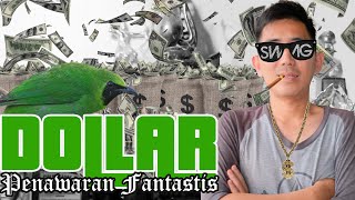 Download lagu Cucak Ijo Jawara Nasional - Penawaran seratus juta tidak dilepas || Nasroh Dollar mp3