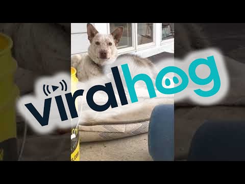 Raccoon Requires Cuddles From Dog Friend || ViralHog