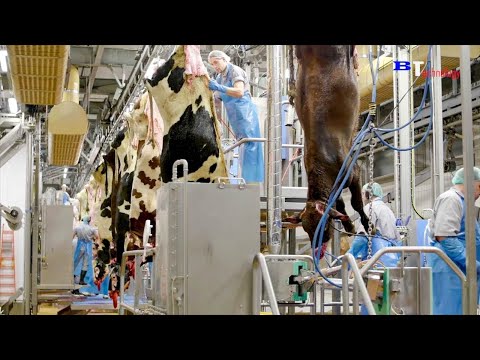 , title : 'fábrica de processamento de carne de vaca Incrível fábrica de processamento de carne