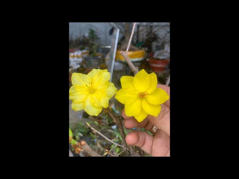 Mai vàng giá rẻ ae ủng hộ 10/1 | Mai vàng miền nam