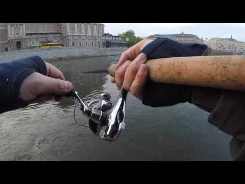 Sea trout in downtown Stockholm - city fishing