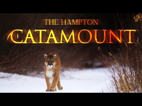 The Hampton Catamount - Cryptozoology Documentary 2022