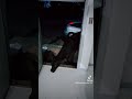 Cow opening the front door