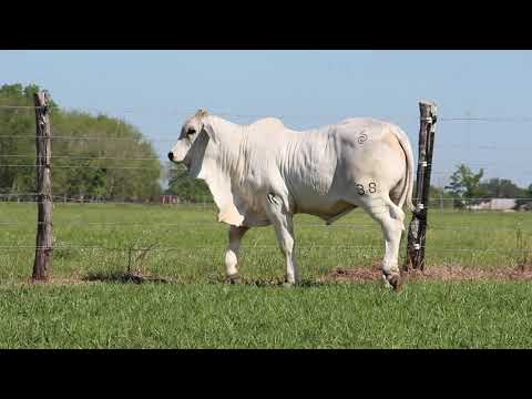 Lot 1- BRC Boom Box 38 - Promotional AI Sire Prospect Selling May 12, 2020