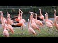 Our Chilean Flamingos Show Off Their Colourful Pink Wings To Impress