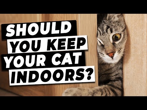 Should You Keep Your Cat Indoors? | Tips From A Vet