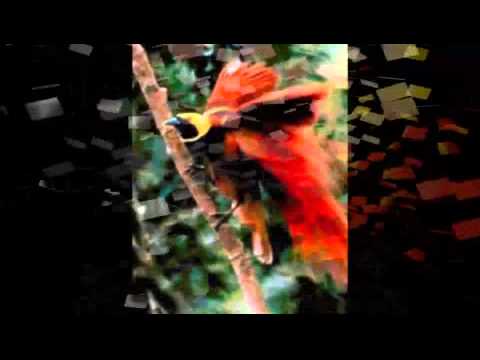 Meri New Ireland - 4Blordz ft. Eldiz