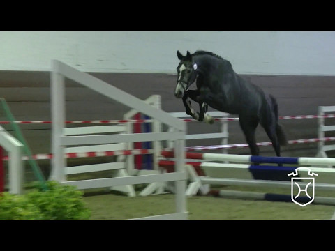 22 Holsteiner Stute von Chin Champ - Contender - Calato