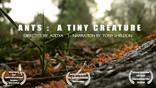 Ants | Short Documentary | 6th National Science Film Festival Winner |