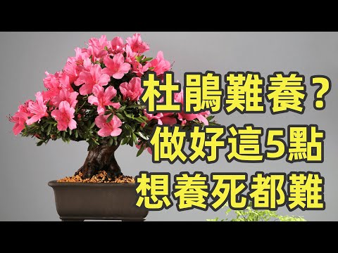 杜鵑花盆栽
