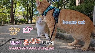 become friends with each other #2  - 길냥이 친구를 사귀다-2편. (랭이개인기)