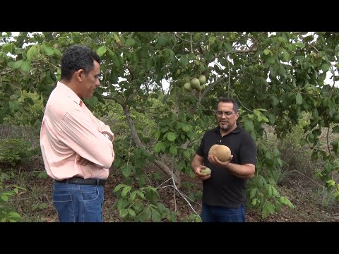 Produtores da zona rural de Teresina investem em plantação de pequis gigantes 12 11 2022