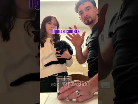 Bichinhos que nos entendem -gatos e suas patinhas