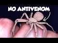 The Worst Spider Bites on Earth Ranked DEFAULT Thumbnail