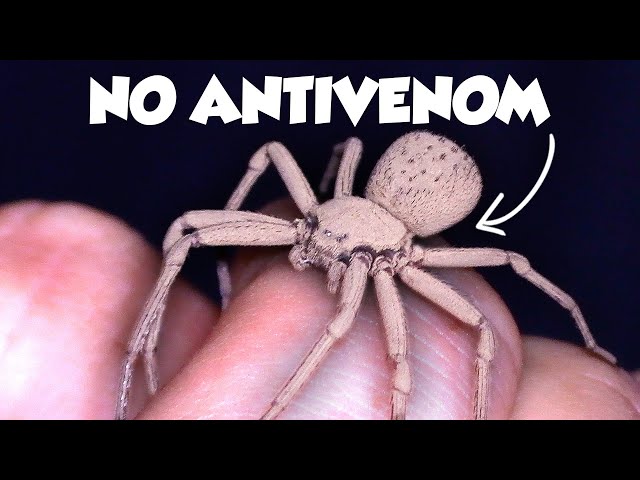 The Worst Spider Bites on Earth Ranked SDDEFAULT Thumbnail
