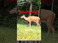 Doe Bleat | Deer Vocalization | Did you Hear that? #deerbleat #DoeBleat #DeerTalk #deervideos #deer