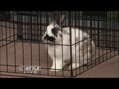 download lagu mp3 mp4 Bunny Rescue Nyc, download lagu Bunny Rescue Nyc gratis, unduh video klip Bunny Rescue Nyc