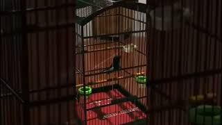 Download lagu TEMBAKAN KENARI .KACER ISIAN KENARI.KACER TEMBAKAN KASAR mp3 Download lagu TEMBAKAN KENARI .KACER ISIAN KENARI.KACER TEMBAKAN KASAR mp3