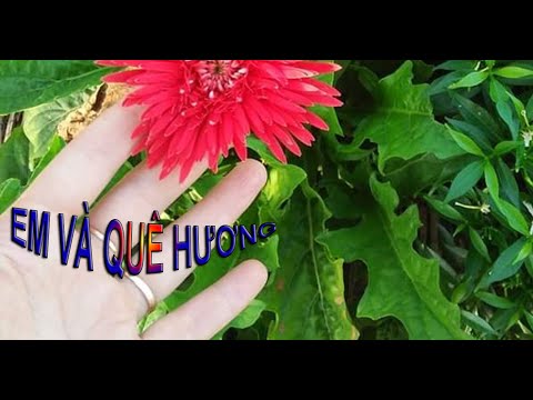 Thể hiện bởi Kiều Hưng
