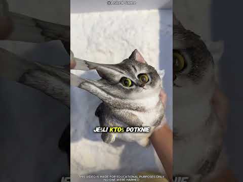„Ta chińska zabawka dla kota jest tak lepka, że trzeba nosić rękawiczki 😱🐱”. #short
