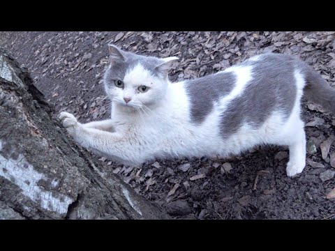 Intelligent cat drinks cold water with ice
