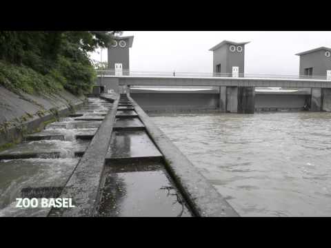 Wanderfische im Rhein