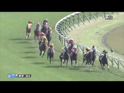 Great Magician (JPN) wins Newcomer race 4 at Tokyo 11/1/2020