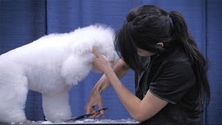 Competitive Dog Grooming