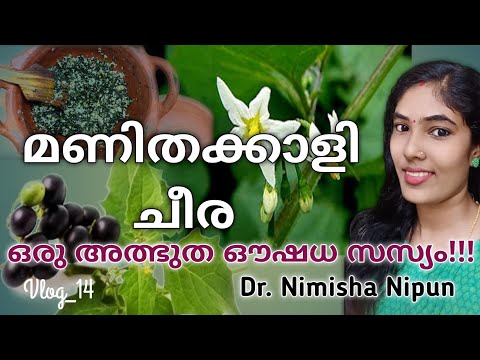 Health benefits of Solanum nigrum |Black night shade|മണിതക്കാളി ചീരയുടെ ഔഷധ ഗുണങ്ങൾ|Dr.Nimisha Nipun