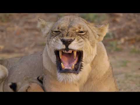 Africas Hunters - The Misfit