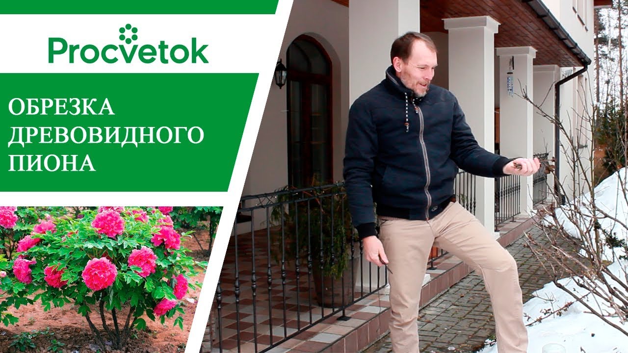 Правильная обрезка древовидных пионов