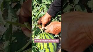 Download lagu Teknik Mencegah Semangka Retak di Musim Hujan #farmingsolutions @HappyFarm85 mp3 Download lagu Teknik Mencegah Semangka Retak di Musim Hujan #farmingsolutions @HappyFarm85 mp3