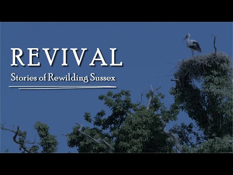 Revival: Stories of Rewilding Sussex Documentary (Full HD)