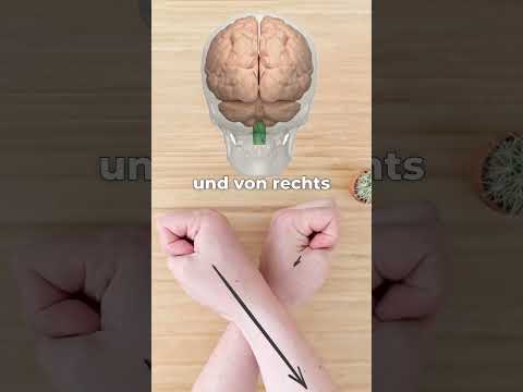 Das ganze Nervensystem im Überblick