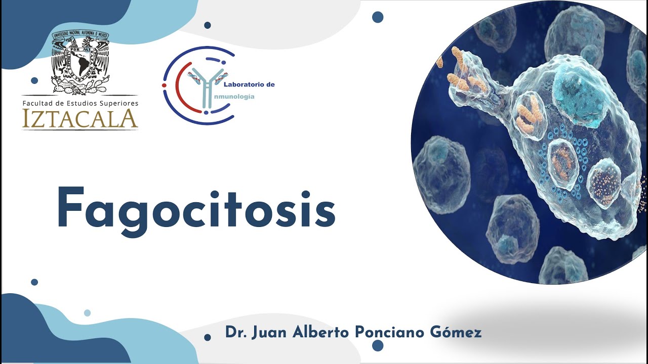 Curso de inmunología sesión 10 Fagocitosis
