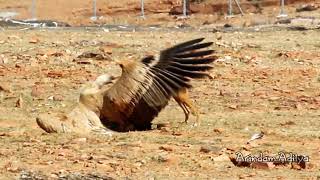 NEAR DEATH EXPERIENCE of a Vulture