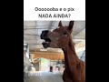 E O PIX Nada Ainda Memes Animaisengracados Animaisdublados Comedia Humor Memesbr