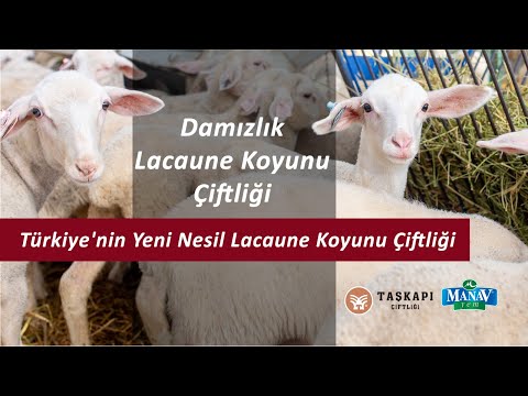 , title : 'Türkiye'nin Yeni Nesil Lacaune Koyunu Çiftliği | Damızlık Lacaune Koyunu Çiftliği'