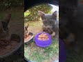Rimba Sos İçinde Parçalı Tavuklu Kedi Konservesi 400gr (6 Adet)