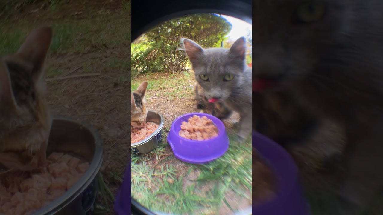 Rimba Sos İçinde Parçalı Tavuklu Kedi Konservesi 400gr (6 Adet) tanıtım video görseli