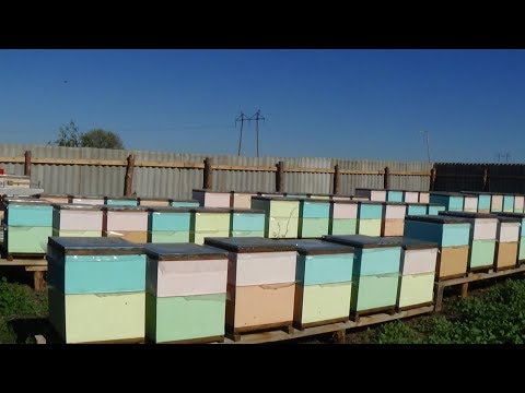 Состояние точка бакфаст, пасека в октябре