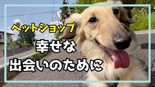 🐶ペットショップで犬を迎えるメリットと現実｜飼う前に知っておきたい事