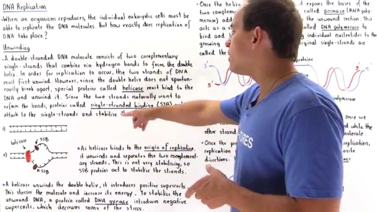DNA Replication: Helicase and Unwinding - YouTube