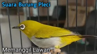 Download lagu Suara Pleci betina Ribut Untuk memancing Emosi pleci Jantan mp3 Download lagu Suara Pleci betina Ribut Untuk memancing Emosi pleci Jantan mp3