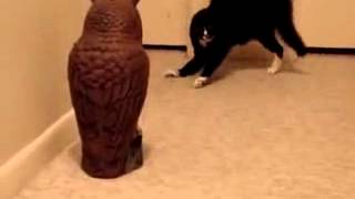 Cat VS Owl